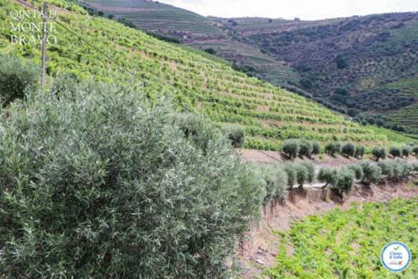 Quinta Do Monte Bravo - Douro - Quarto Duplo Villa Ervedosa do Douro Екстериор снимка